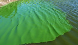 Xử lý tảo lam phát triển trong ao nuôi cá như thế nào?