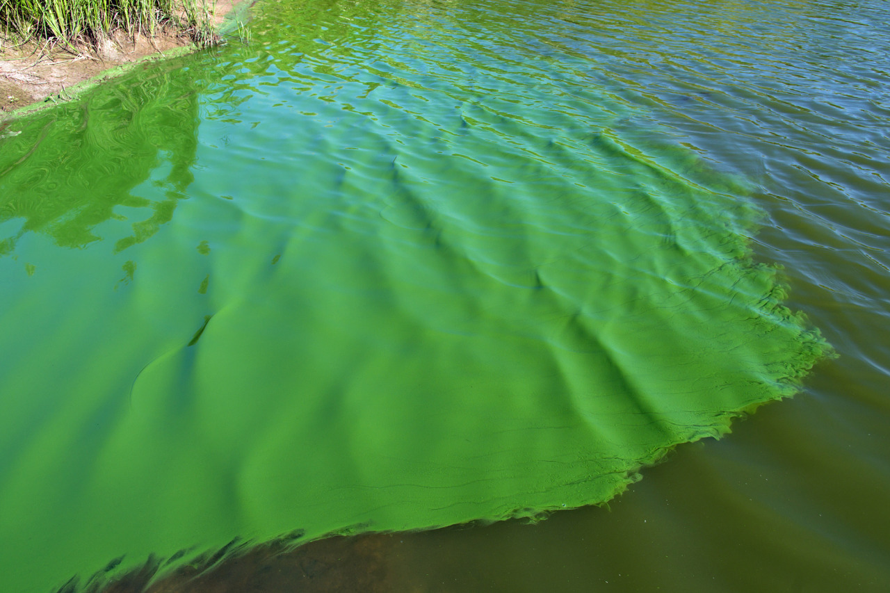 Xử lý tảo lam phát triển trong ao nuôi cá như thế nào?