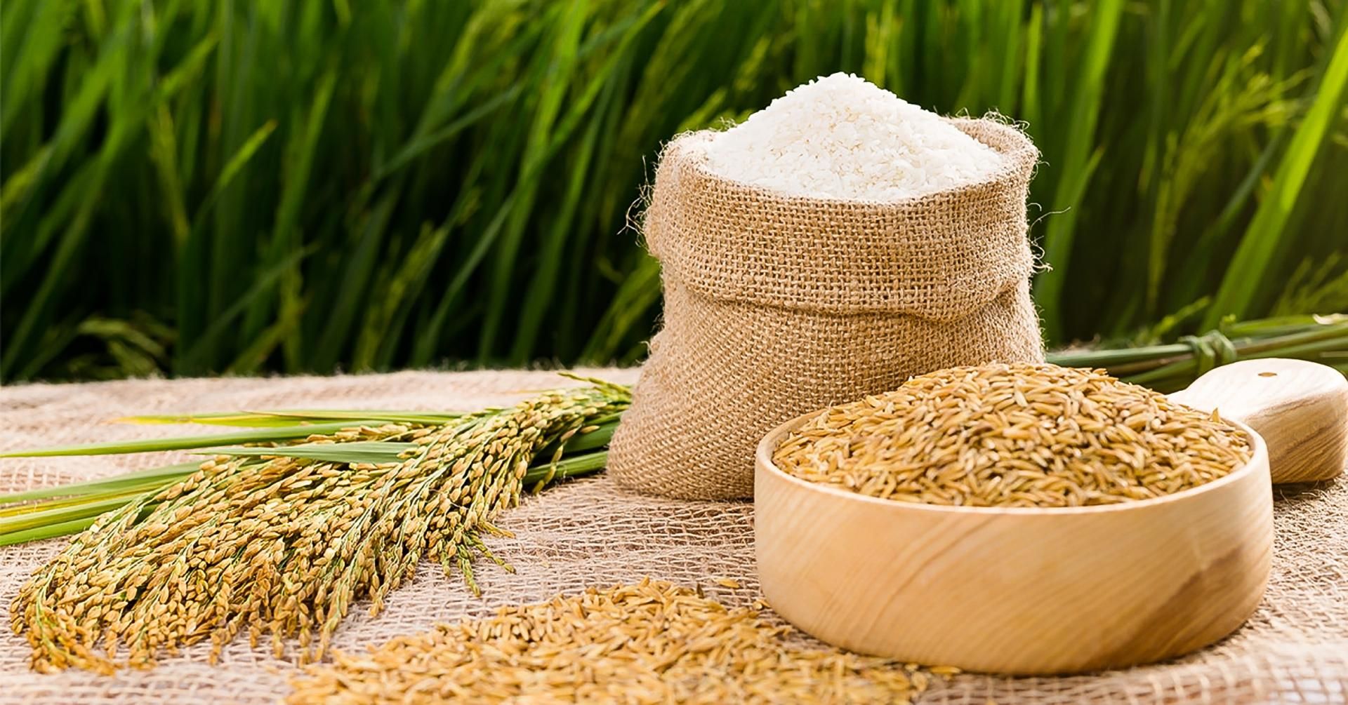 Ấn Độ hiện tại xuất khẩu gạo ra sao