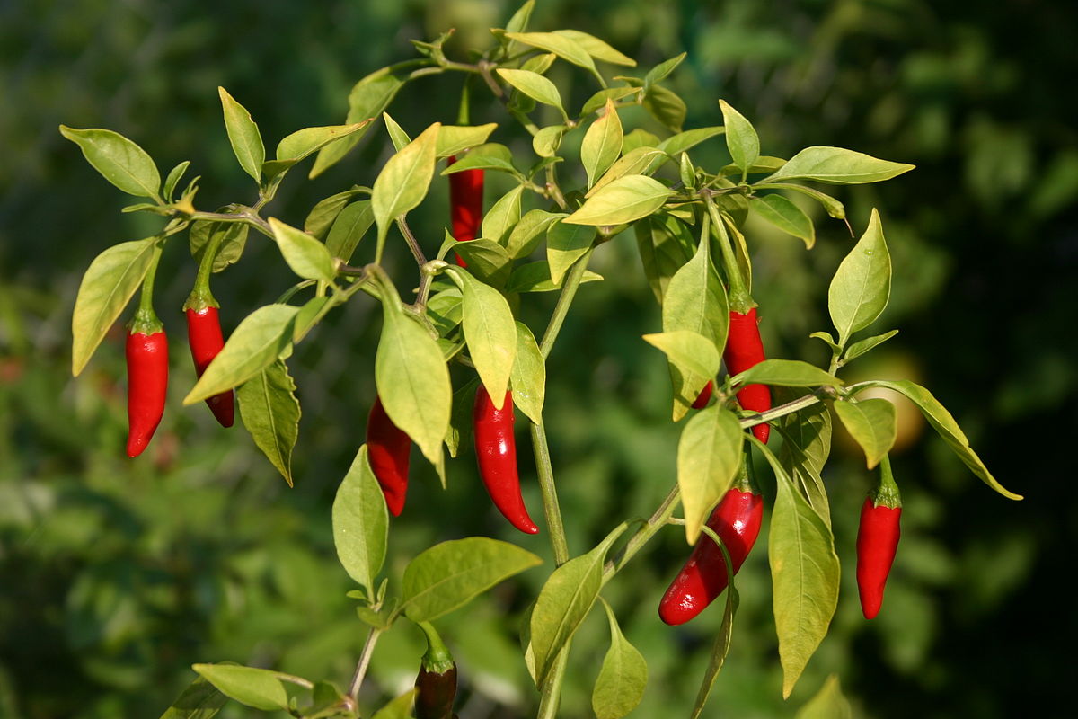 Nhận biết bệnh hại trên cây ớt để phòng tránh bệnh hiệu quả (P1)