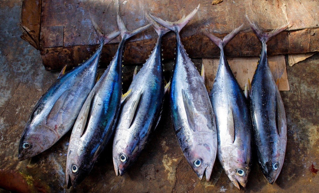 Phòng ngừa và điều trị bệnh ở cá ngừ nuôi lồng hiệu quả