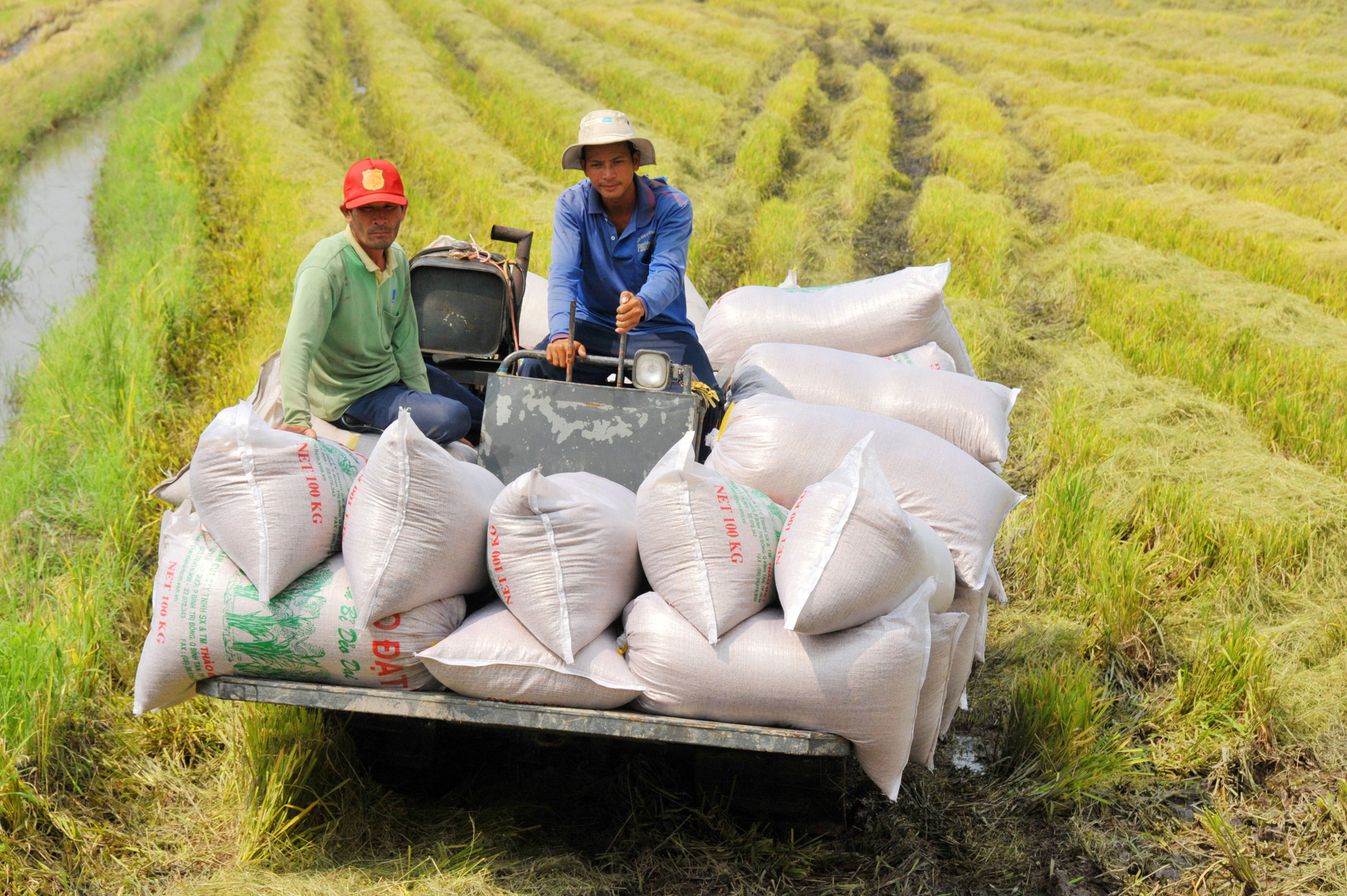 Trung Quốc tiến hành nhập khẩu gạo từ Ấn Độ